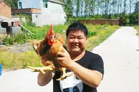 一只鲜活大公鸡，一炒一炖，连汤都喝个精光，隔壁小孩都馋哭了视频封面