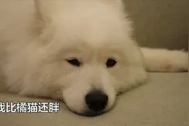 拿萨摩耶软糖零食钱给流浪猫买罐头，软糖没生气，想跟橘猫交朋友