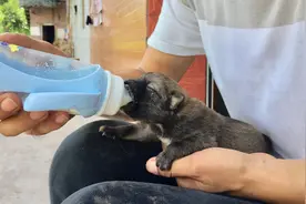 小伙捡到一条刚出生的小狗，还没睁眼，立刻抱回了家，能养活吗？视频封面