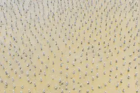 海滩上插满这些柱子，你是知道做什么的吗？海边人把它们当宝贝视频封面