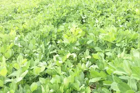 很多地块发现花生白天秧子萎蔫，晚上不合叶，是什么原因造成的