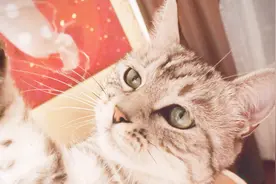 猫咪看到大鱼干后，整个喵当场失去理智，大喊着从主人手里抢鱼干