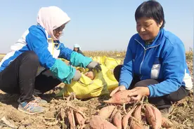 红薯蔓长到这个“长度”掐头最高产？农民：不会掐视频封面