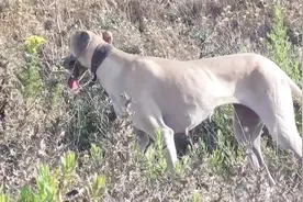 这才是灵缇犬的真正用处 抓起兔子来没一个能逃跑的视频封面