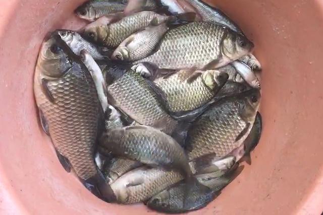 巧用酸梅粉做钓鱼小药，比花钱买的还好用，黑坑野钓通用