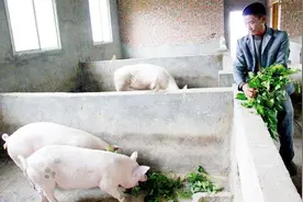 农村这种蔬菜，营养比大多蔬菜都要高，可惜农民把它当饲料！