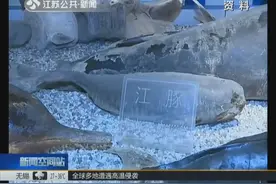 保护“海洋小精灵”长江江豚数量约为1012头，为国家一级保护动物视频封面