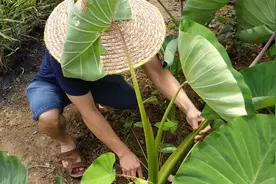 客家传统芋苗酸做法，下料很简单，在家自制一罐慢慢吃，好开胃！