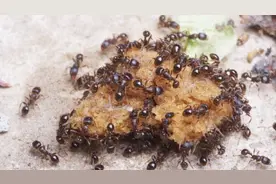 教你一个去除蚂蚁简单又高效的方法，人人都需要，回家试试吧视频封面