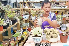 都喜欢多肉状态好，喜欢老桩！云南凭什么被称为多肉“开挂区”视频封面
