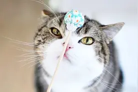 小喵咪睡姿奇葩，猫爸看了笑嘻嘻！猫爸：一看就是我亲儿子！视频封面