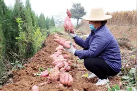 你还在为红薯高产打顶吗？太费工了，用上它，每亩增收20%