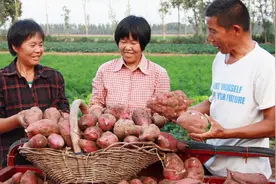 红薯高产要控旺，控旺时能不能加磷酸二氢钾？农民：不敢加