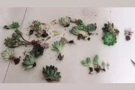 家里多肉烂根怎么办？花匠透露1妙招，多肉呼呼疯长不烂根！