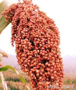 白酒酿造工艺：发酵的糖化与酒化是什么意思？