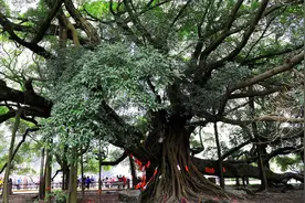 中国最大千年古树，占地1000多平方米，就在广西！视频封面