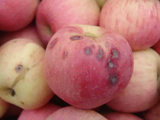 氨基酸肥料的作用以及施用技巧