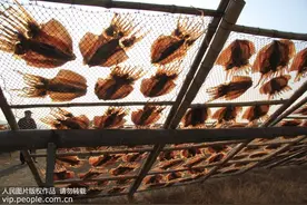 食用深海鱼需当心 鱼越大聚集的雪卡毒素越多图片