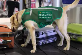 杭州机场明星狗狗检疫员：闻出过活兔子味，每天要查两百件行李视频封面