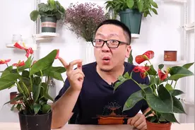 这么养红掌，不信它还会变绿视频封面