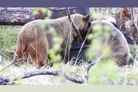 加拿大猎人偷拍小熊闲逛 浑然不知被母熊“盯上”险丧命视频封面