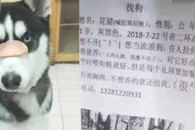 二哈屡次出走 主人佛系寻狗启事：捡到请对它好点，一周5斤鸡肉