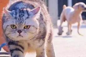 别人家的猫为什么都这么优秀！我家可能养了一只假猫