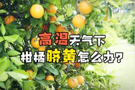 柑橘脐黄落果，脐腐裂口？农民别慌，8个字教你轻松防治！视频封面