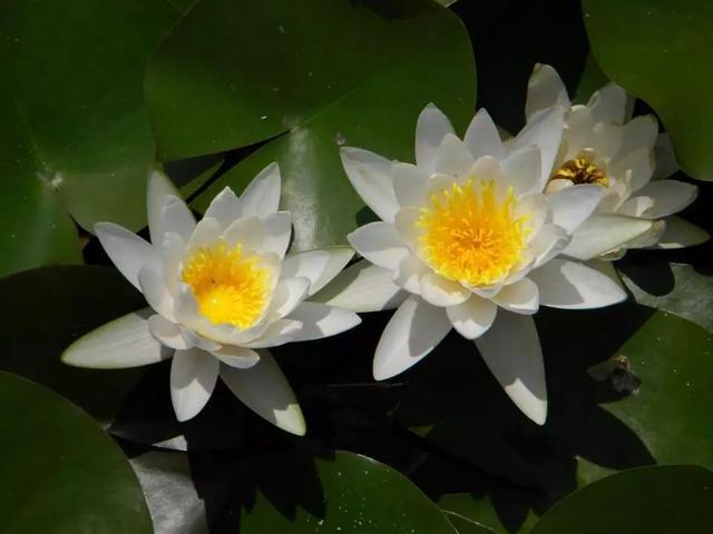 家庭养花｜睡莲的养殖方法