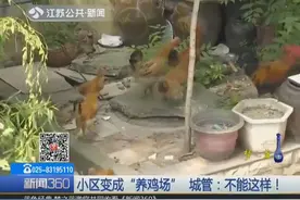 小区内散养着几十只鸡，多次上门劝说无果，城管出手了视频封面