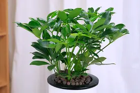 鸭掌木扦插移栽上盆，只要这么做，新叶蹭蹭冒，成活率高！视频封面