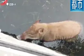 清水塘中现国家二级保护动物 “野猪”湖中戏水 报警后实施抓捕视频封面
