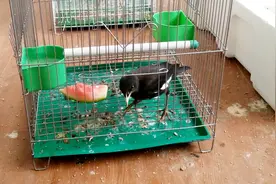 笼养了一个月的小八哥，放出来会不会飞走？小伙用实际行动告诉你