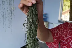农村晾干的长豆角往开水里一泡，胖嫂的家常做法，简单又爽口视频封面