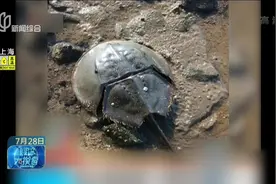 痛惜！一锅土鲎汤，导致全家中毒1死3伤，5岁小儿子不幸死亡！视频封面