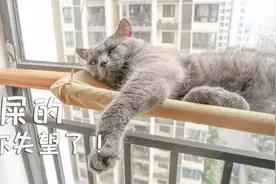 蓝猫一脸无奈看着铲屎官，只因为自己的猫砂盆被动了，有这样萌吗视频封面