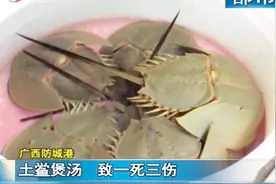 一只土鲎煲汤 毒害了一家人 医生：圆尾鲎有剧毒，千万别食用！