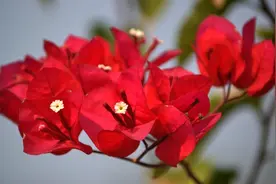 三角梅控水该如何做，一定要记住这几点，不然前功尽弃不开花！视频封面