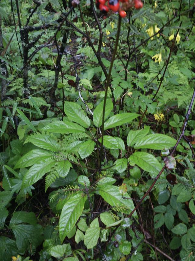 《中药学》人参