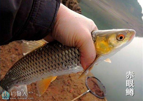 几种常见的淡水鱼,详细的介绍