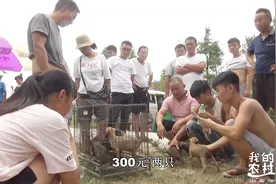 38度高温天气，农村狗市便宜大处理，马犬幼崽300元两条还不好卖视频封面