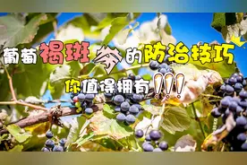 葡萄褐斑病的防治技巧，你值得拥有！视频封面