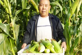 玉米摘叶到底能不能高产？能增产多少，看看农业专家的说法