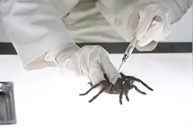 科学家将外星DNA注入蜘蛛体内，送往太空研究，谁知闯了大祸！视频封面