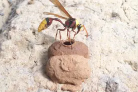 一分钟让你了解黄胸泥壶蜂衔泥建巢产卵的全过程