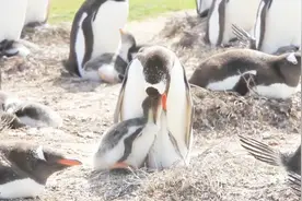 南美洲阿根廷福克兰群岛 数百万企鹅的繁殖地 看看企鹅的幸福生活