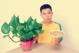 绿萝盆长小黑飞？1盆沙子搞定，用物理办法和化学办法，省事！视频封面