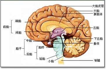 关于心理学公理的论述完整版表述，深刻剖析意识机制