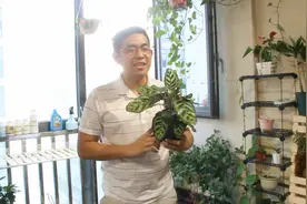 孔雀竹芋的养护心得，最全面健康爆盆的攻略视频封面