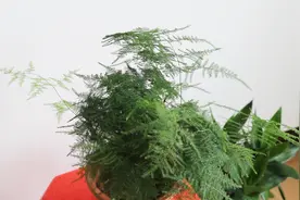 用不同的位置摆放文竹，有不同的寓意和作用，体态优美，幽雅别致视频封面